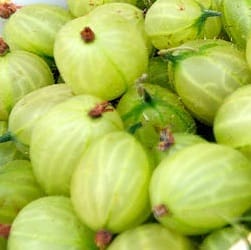 Angrešt (Ribes uva-crispa L.) - nutriční (výživové) hodnoty, kalorie