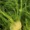 Náhled obrázku pro potravinu Fenykl Foeniculum vulgare