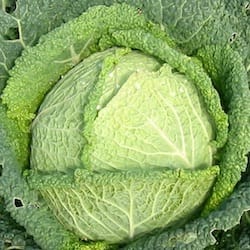 Hlávkové zelí (brassica oleracea convar. capitata) syrové - nutriční (výživové) hodnoty, kalorie