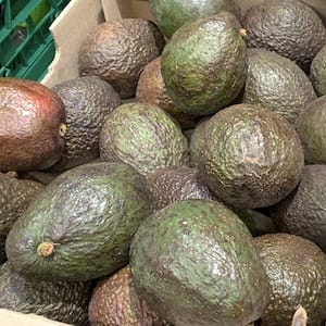 California avocados (Persea americana) raw - nutritional values, calories