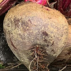 Thumbnail for the food item Raw beets Beta vulgaris