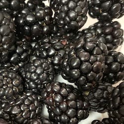 Thumbnail for the food item Raw blackberries Rubus spp.