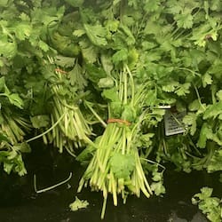 Coriander (cilantro) leaves - nutritional values, calories