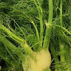 Thumbnail for the food item Fennel Foeniculum vulgare