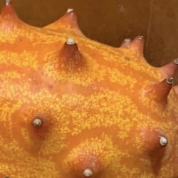 Thumbnail for the food item Horned melon or kiwano