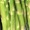 Thumbnail for the food item Asparagus