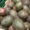 Thumbnail for the food item California avocados