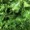 Thumbnail for the food item Raw kale brassica oleracea ...
