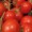 Thumbnail for the food item Red tomatoes raw ripe ...