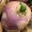 Thumbnail for the food item Raw turnips Brassica rapa