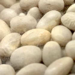 Thumbnail for food item Raw navy beans mature seeds Phaseolus vulgaris