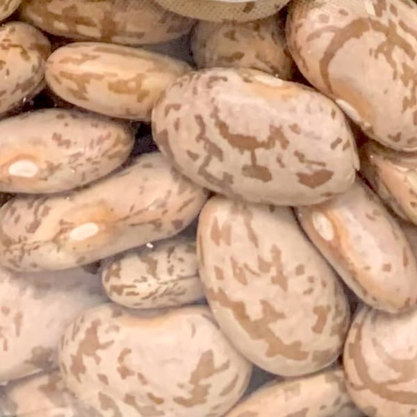 Pinto beans mature seeds - nutritional values, calories