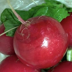 Thumbnail for the food item Raw radishes Raphanus ...
