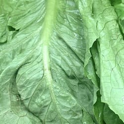 Thumbnail for food item Romaine lettuce or cos lettuce raw