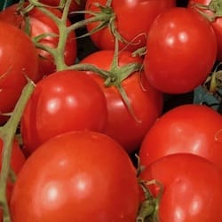 Thumbnail for food item Red tomatoes raw ripe year-round average Solanum lycopersicum